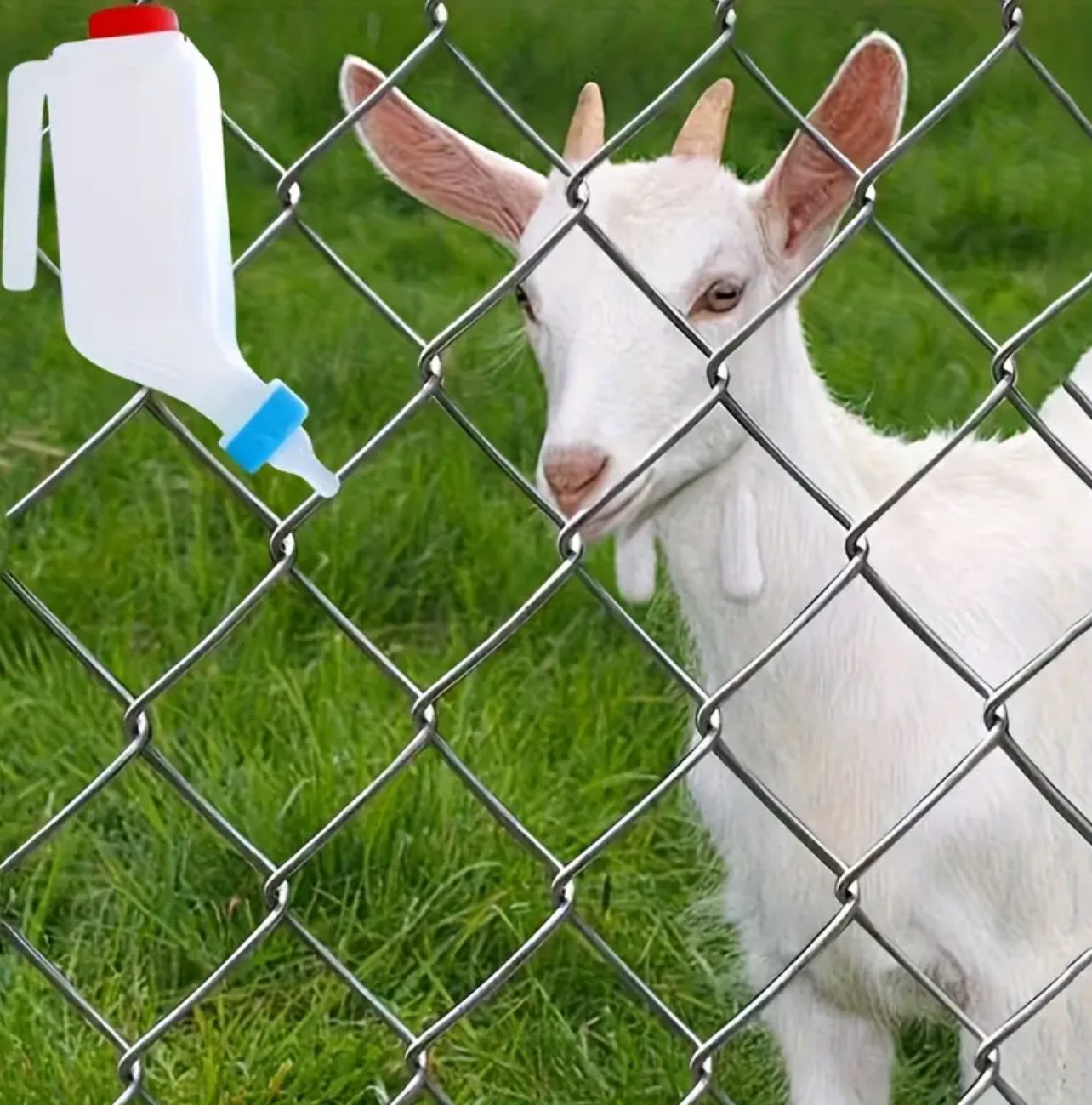 2pcs portable cow and sheep milk bottle feeders, 800ml رضاعات علبتين بلاستك تعلق لحليب البقر والأغنام، 800 مل