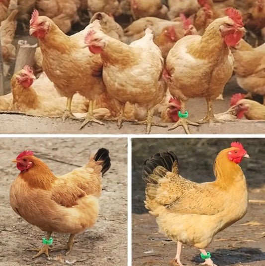 100 pcs chicken leg band 25mm  حجول بلاستك للدجاج مقاس ٢٥ مم (١٠٠ حبه)